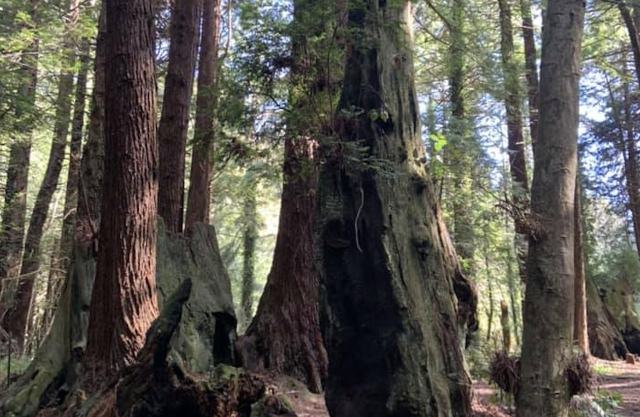 Best-RV-Campgrounds-in-Northern-California-4.jpg Emerald Forest Cabins & RV