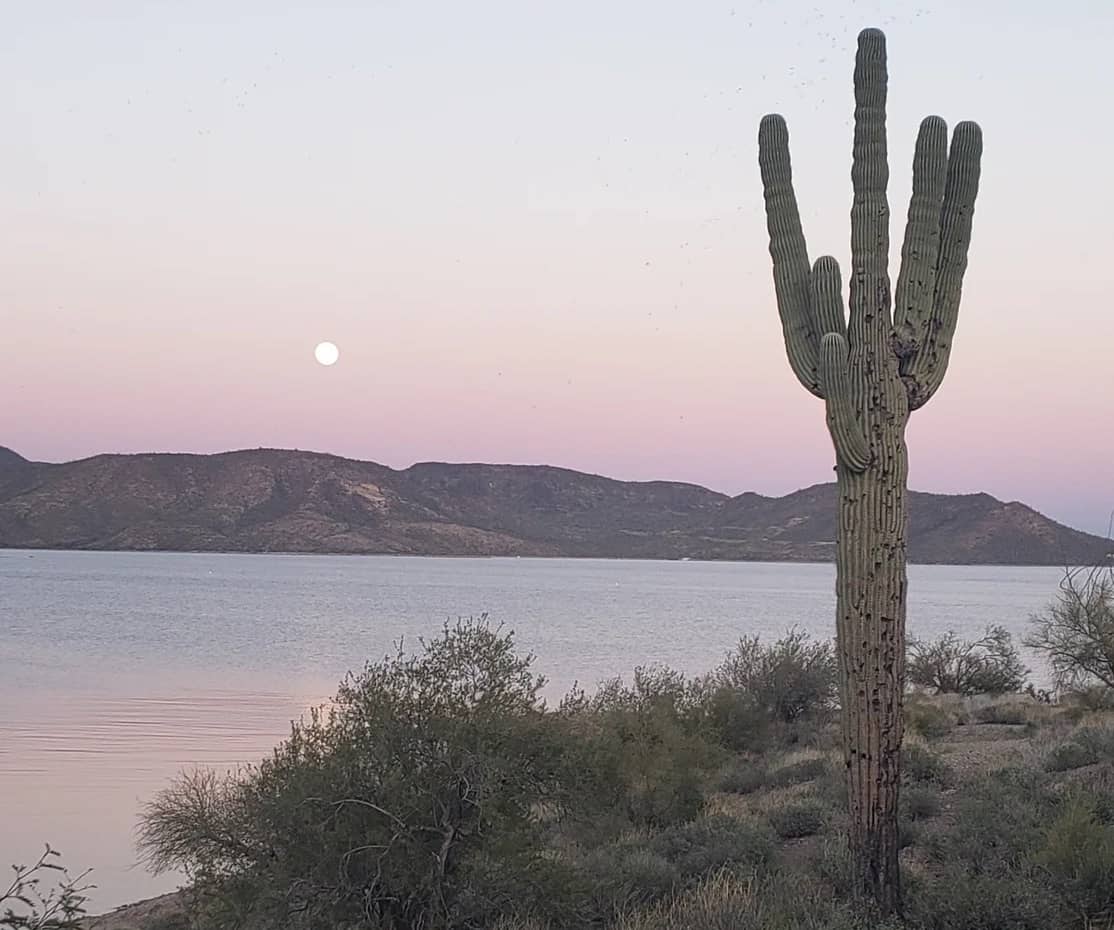 10-Best-RV-Campgrounds-in-Arizona-7.jpg Cactus on the shore of Lake Pleasant