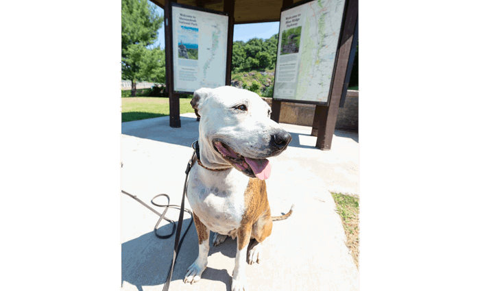 cruise-america-rv-rental-dog-friendly-parks-2.png cruise-america-rv-rental-dog-friendly-parks-2.png
