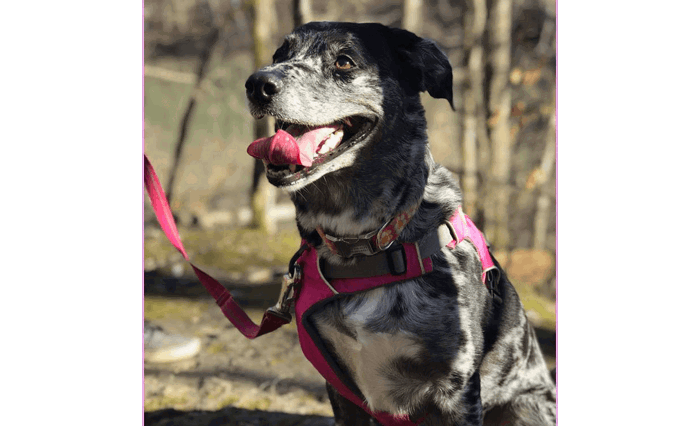 cruise-america-rv-rental-dog-friendly-parks-3.png cruise-america-rv-rental-dog-friendly-parks-3.png