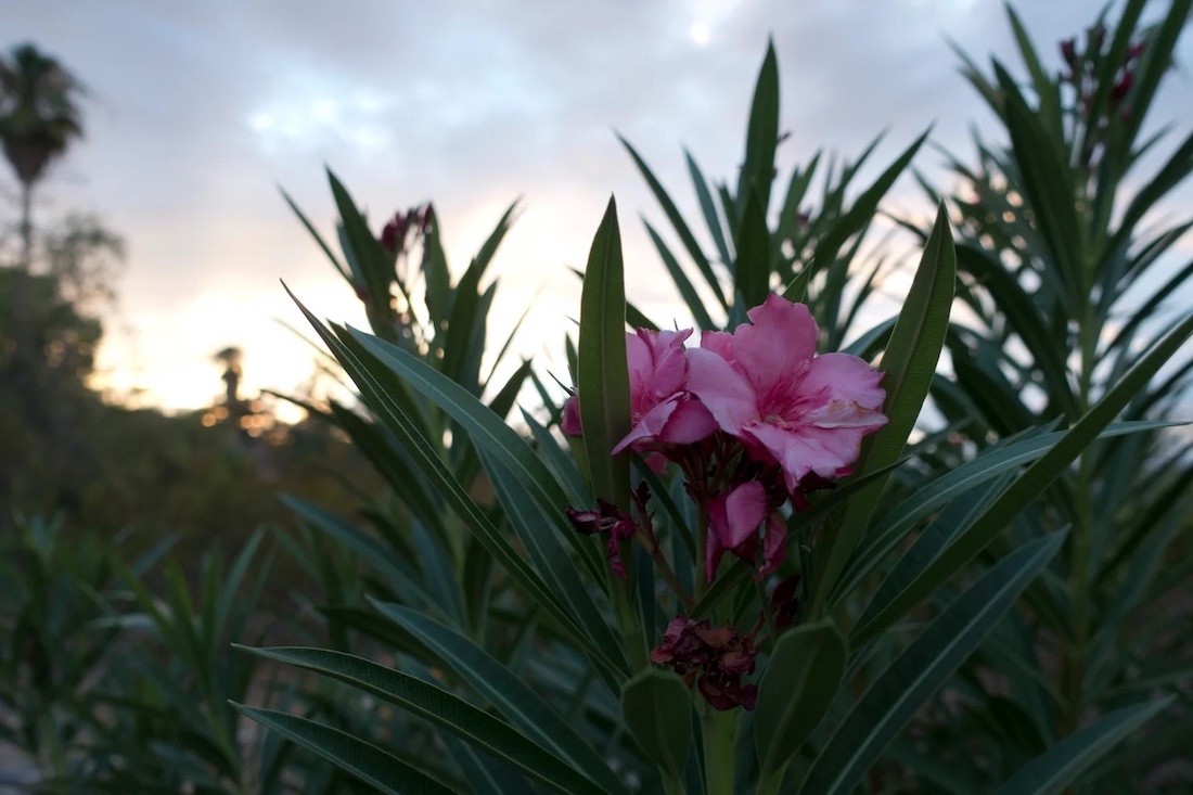 Best-RV-Campgrounds-in-Nevada-4.jpg Lake Mead RV Village at Boulder Beach