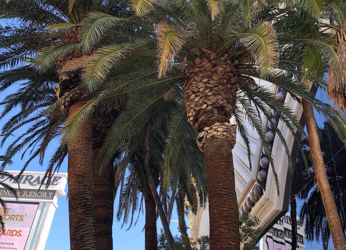 Best-RV-Campgrounds-in-Nevada-7.jpg Oasis Las Vegas RV Resort