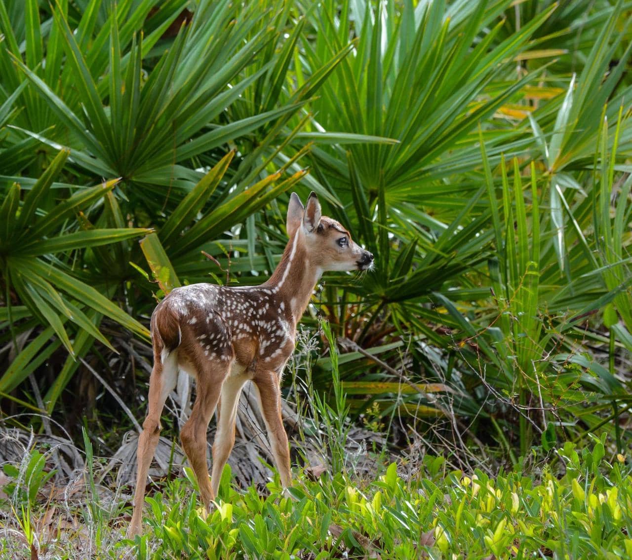 rv-parks-near-Jonathan-Dickinson-State-Park.jpg rv-parks-near-Jonathan-Dickinson-State-Park.jpg