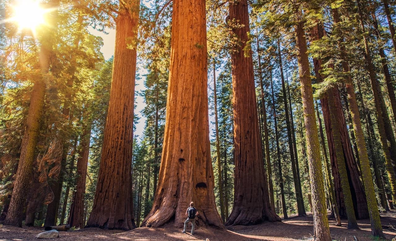 Revel in the Redwoods: Best Places to See Redwoods in California