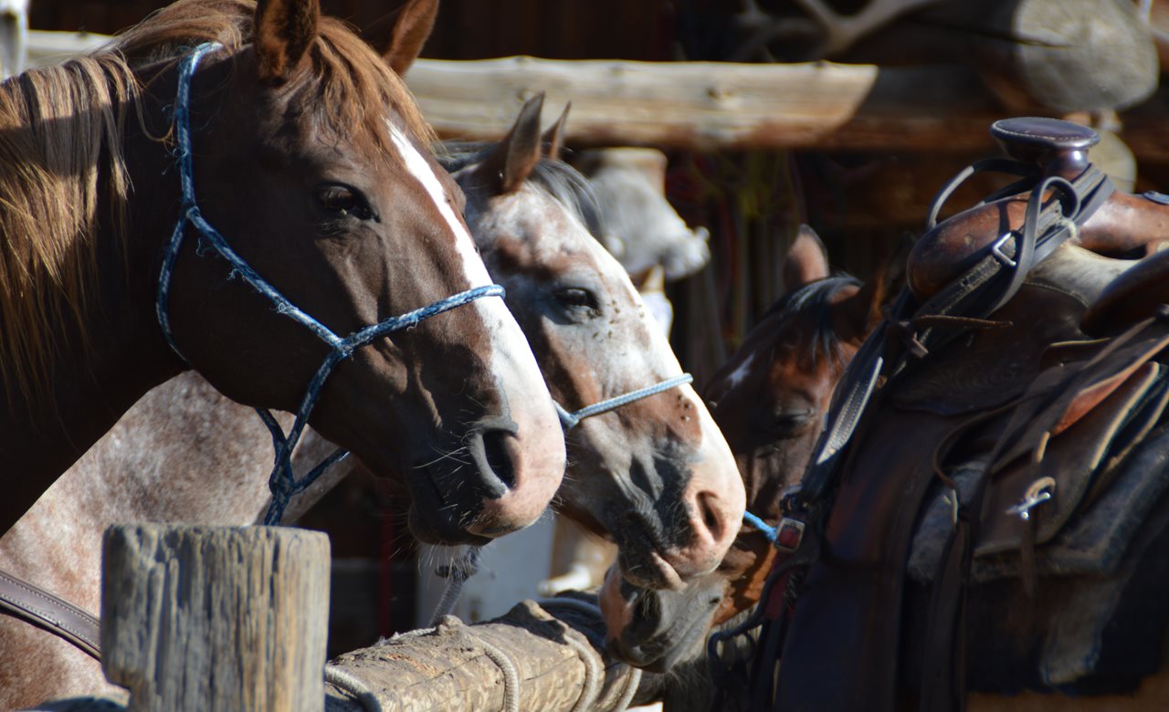 Dude Ranch Vacations That Will Unlock Your Inner Cowboy