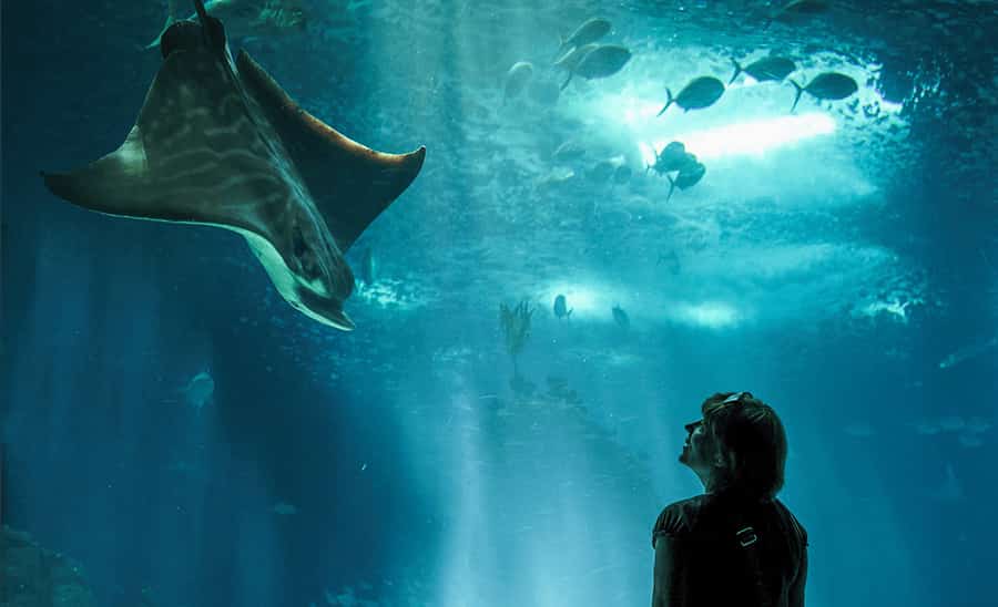 The 6 Coolest Zoos and Aquariums in the U.S.
