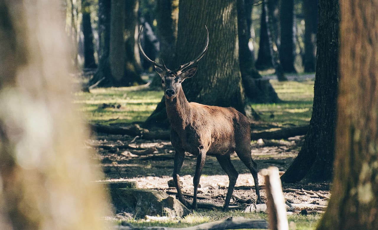    Canadian Hunting Trips