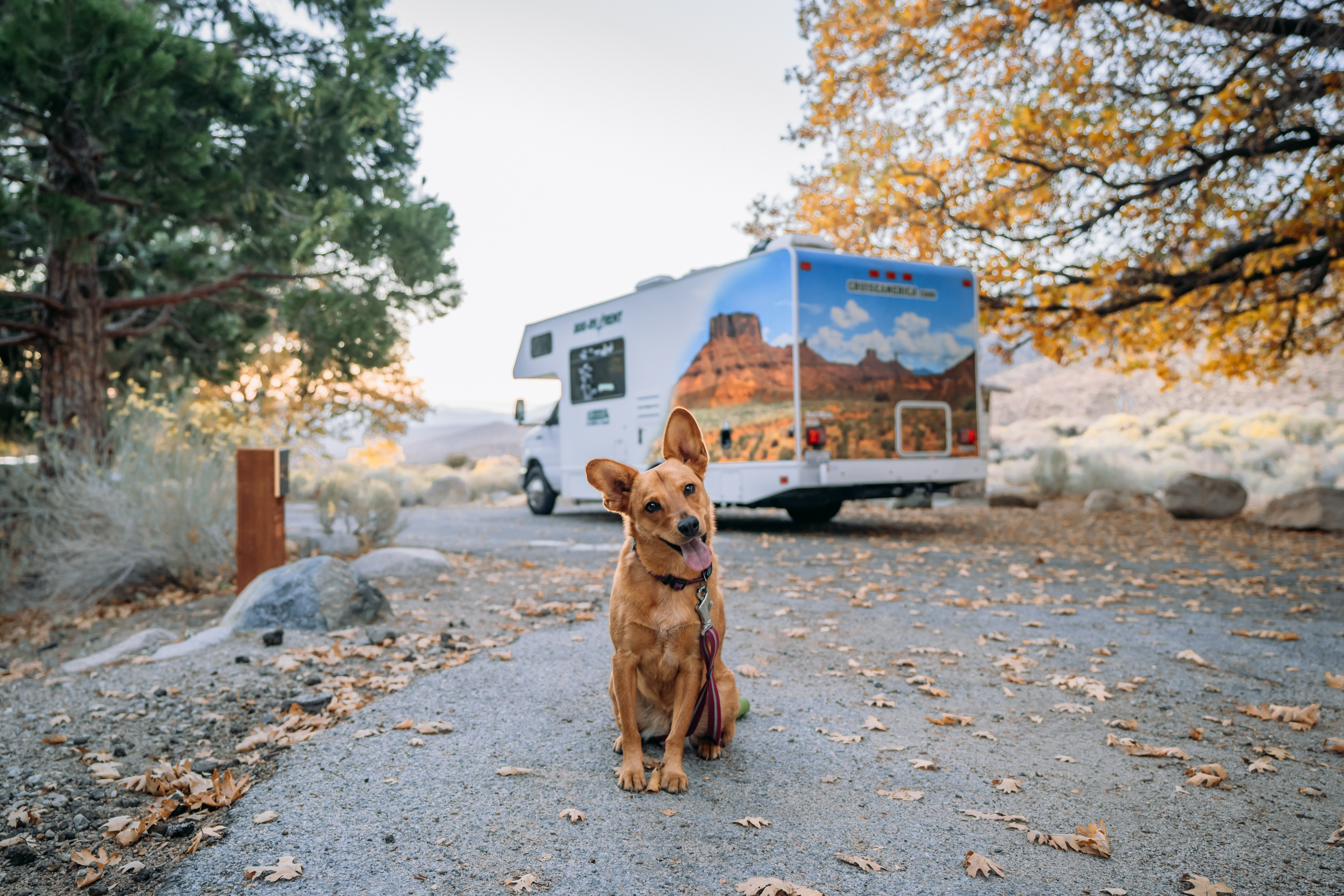Pet-Friendly Vacations to Take in an RV Rental