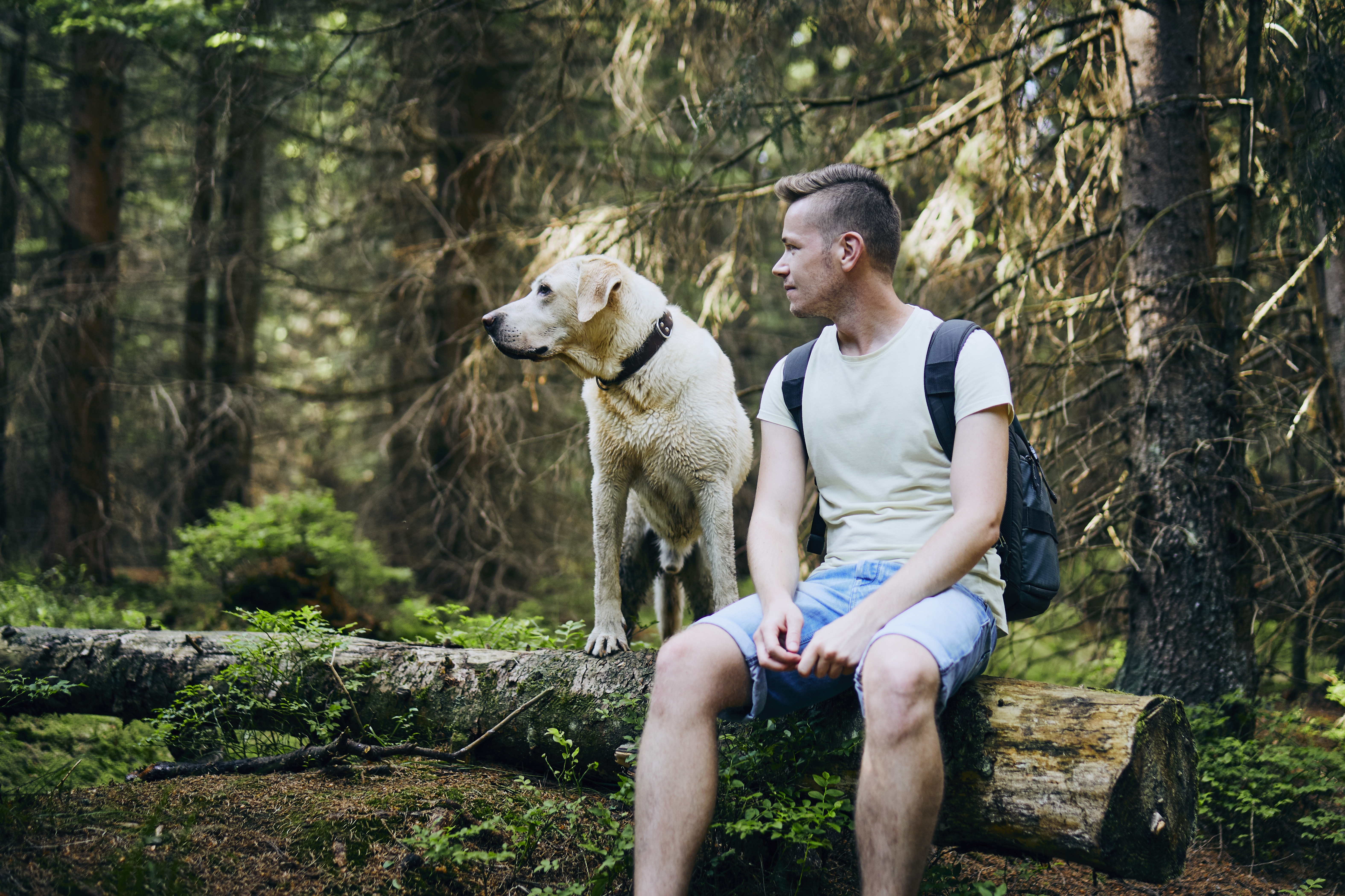  Are Dogs Allowed in National Parks?