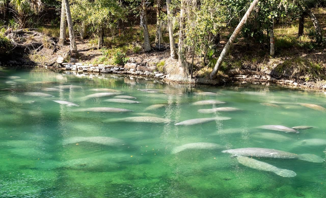 6 Reasons to Take Your RV to Blue Spring State Park