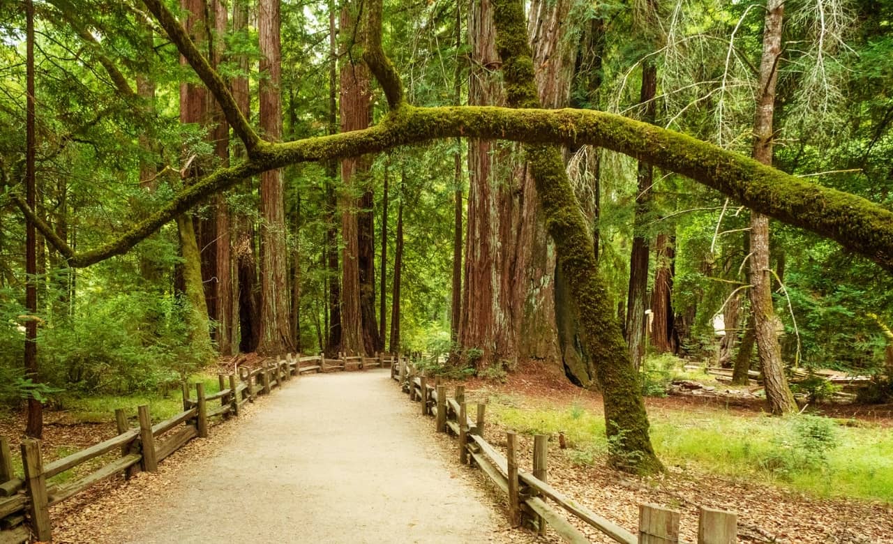 RV Camping Near Big Basin Redwoods State Park