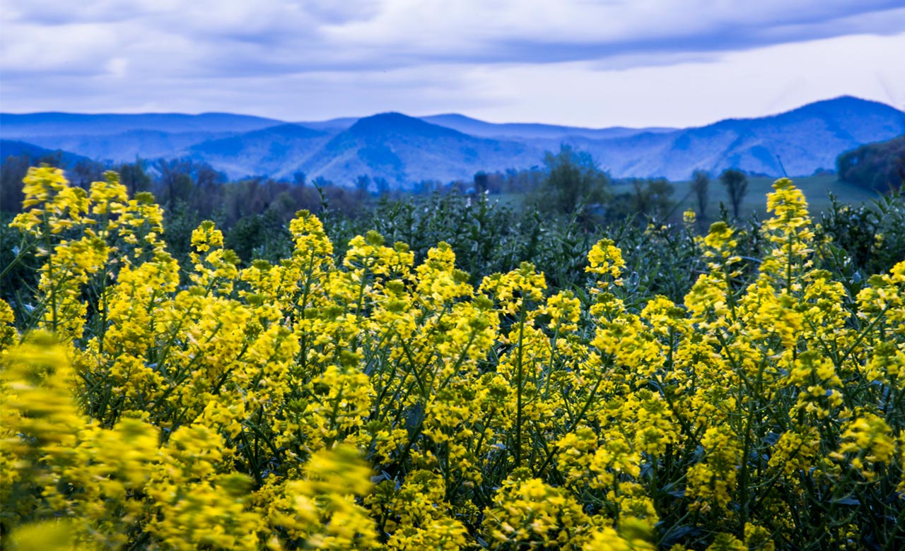 Spring into Beauty with Cruise America