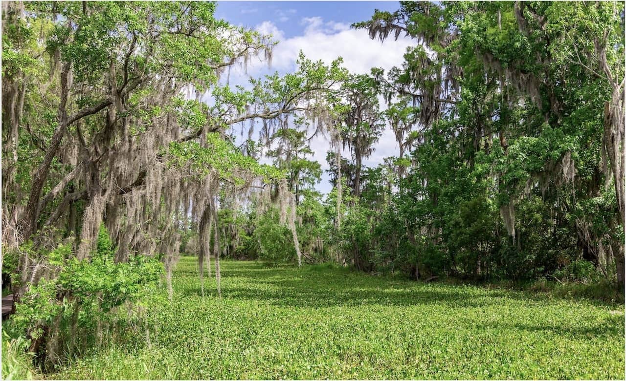 4 Coolest National Parks in Louisiana for Bayou Adventures