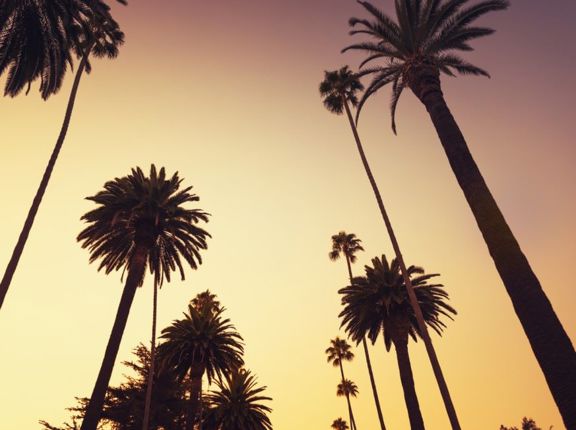 View of palm trees from underneath with sunset sky above
