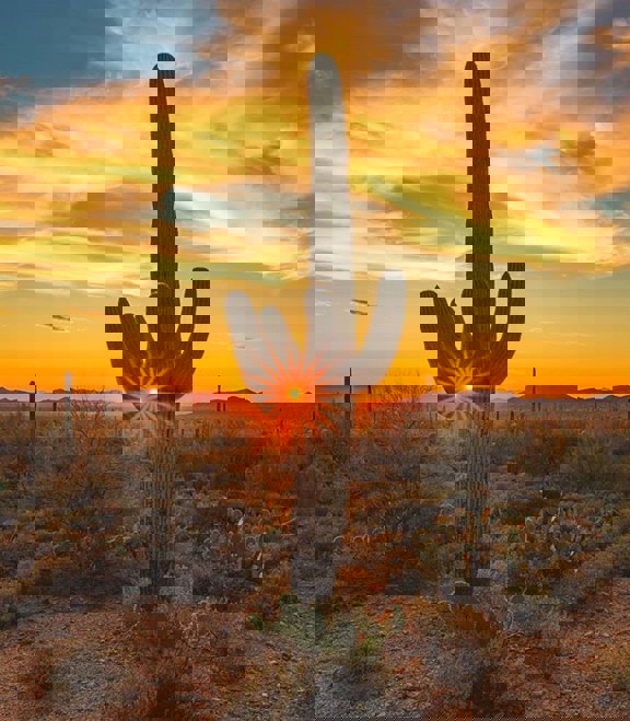 Cactus with sunset behind it