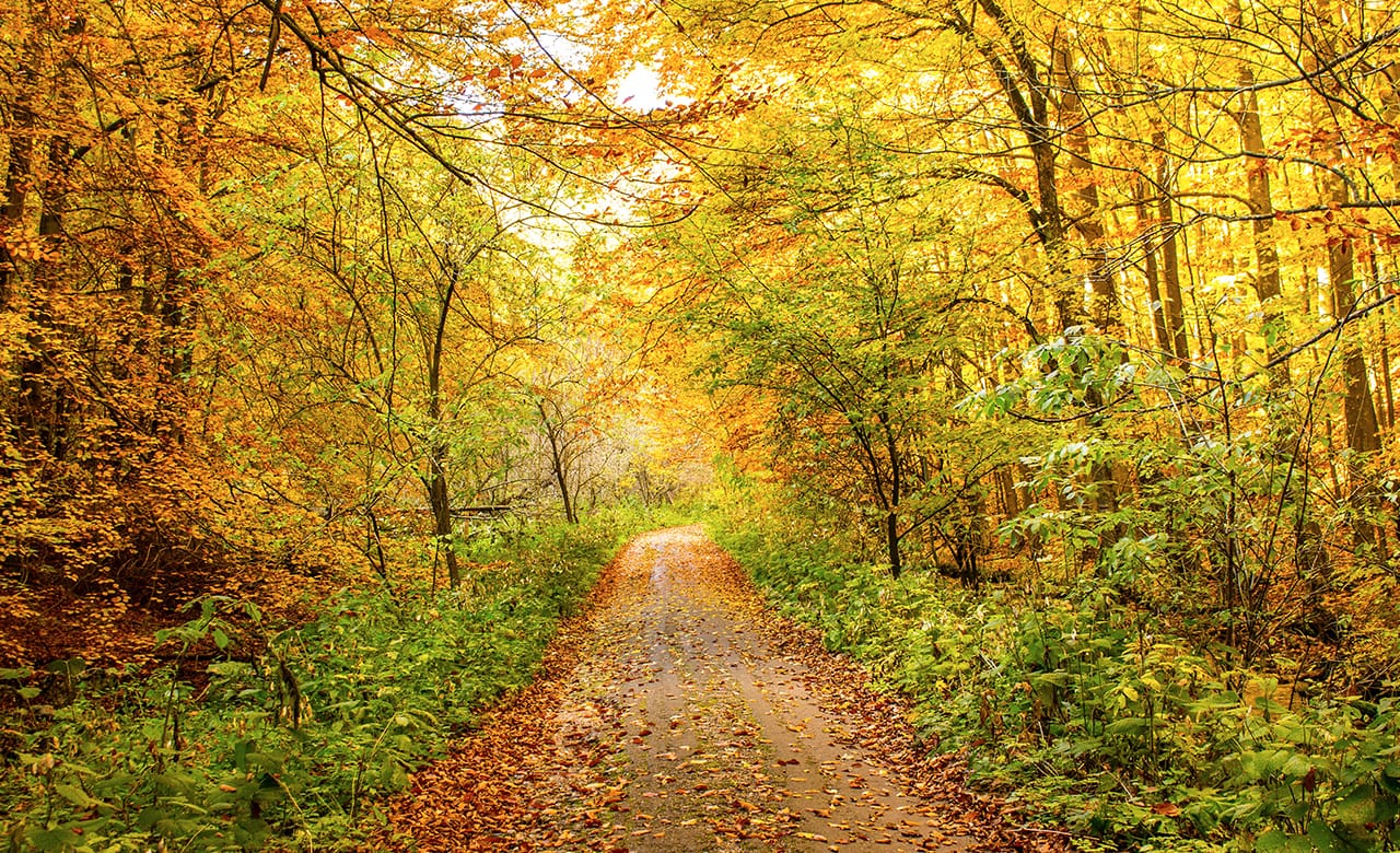 Fall Foliage Driving Tours