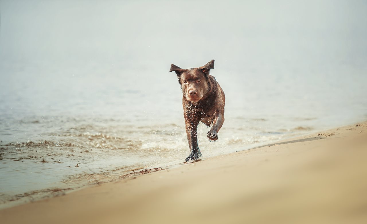 18 Best RV Trips With Dogs